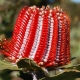 banksia flower