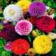 Zinnia Flowers